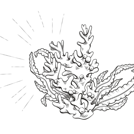 Ultra Mar - Marcoccia - Eau de Parfum