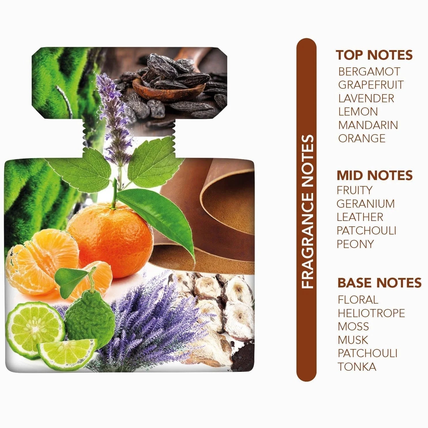 Vetiver Paradiso Nylaa