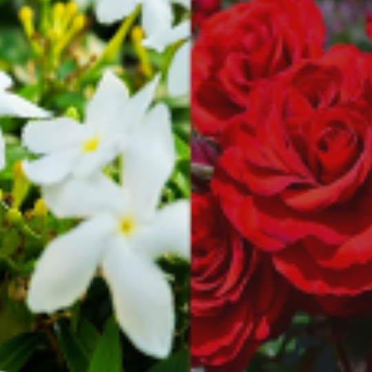 Loción corporal Fatema - Naseem 